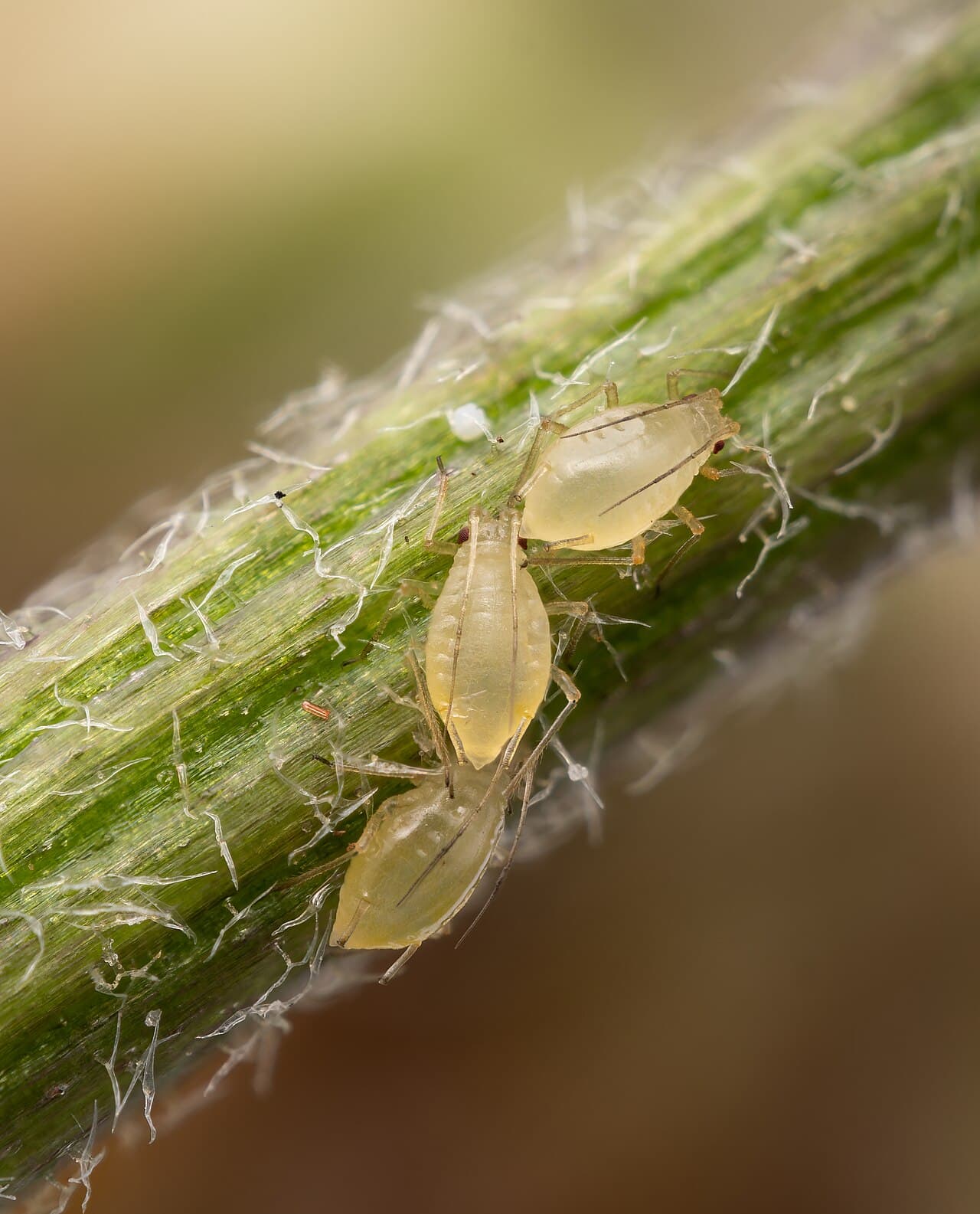 Close-up of aphids clustered on a plant stem