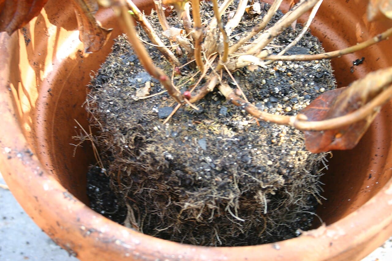 A plant's root ball exposed while being checked before repotting